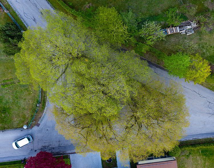 linden_190430_02_750_80-02