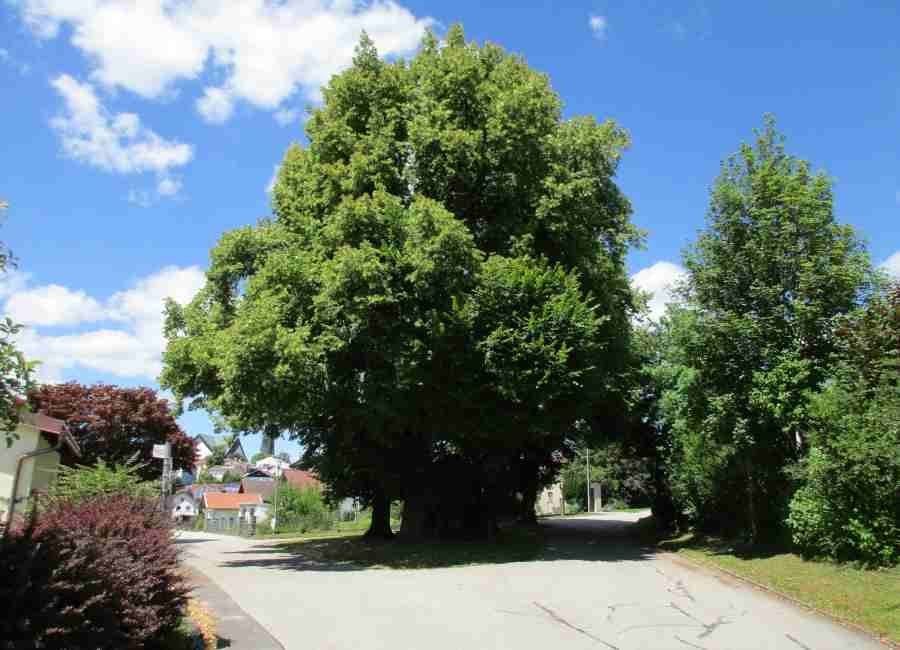 Im Sommer 2018 stehen die Linden bei der Kohlbauerkapelle in Wegscheid in voller Blütenpracht