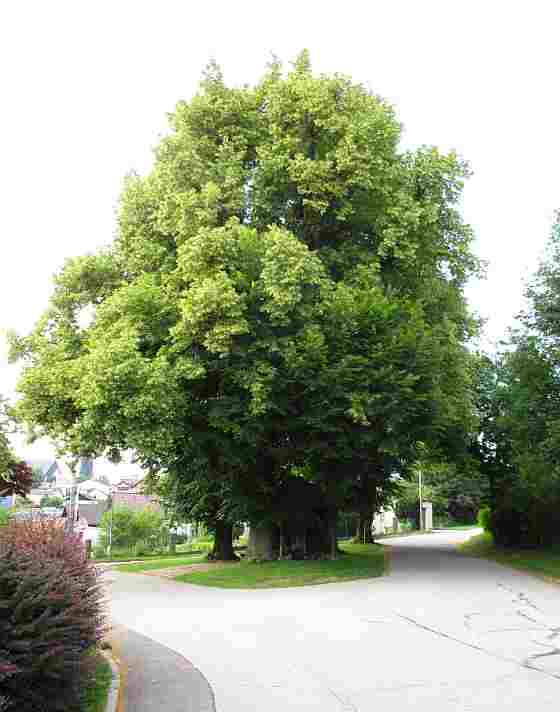 kohlbauerkapelle_linden_bluehte_750-08