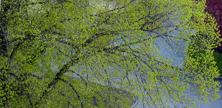 linden_190430_02_750_80-03