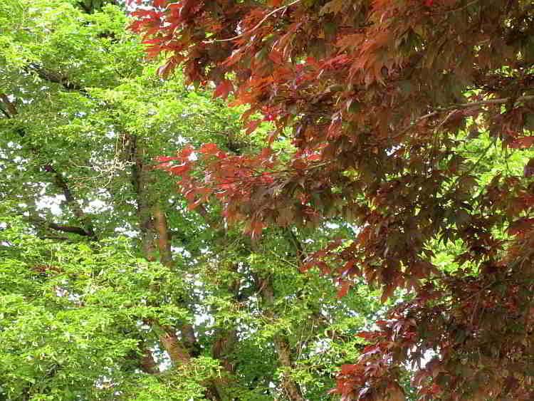 Linden und Blutahorn sind ein Farben-Feuerwerk im Frühling