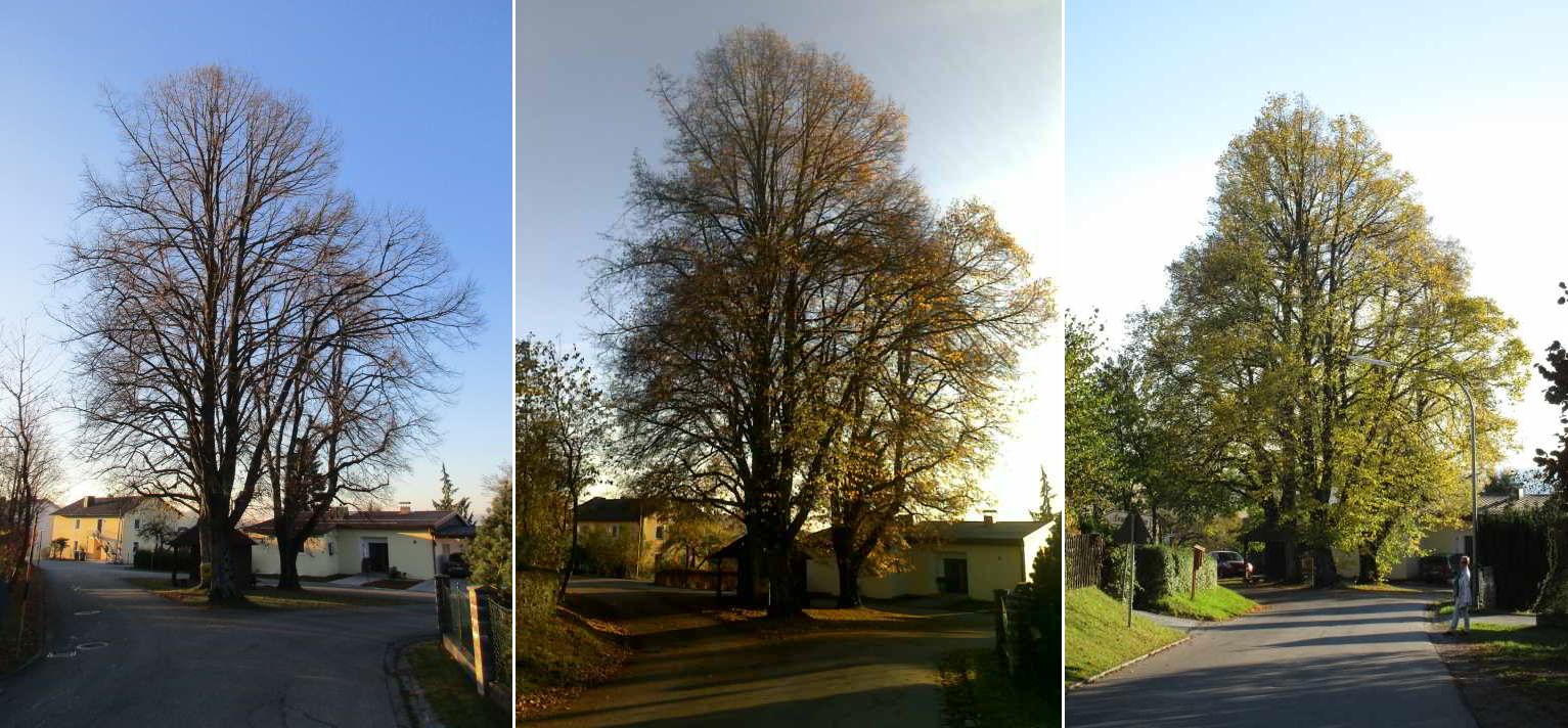 Adalbert-Stifter-Strasse_herbst