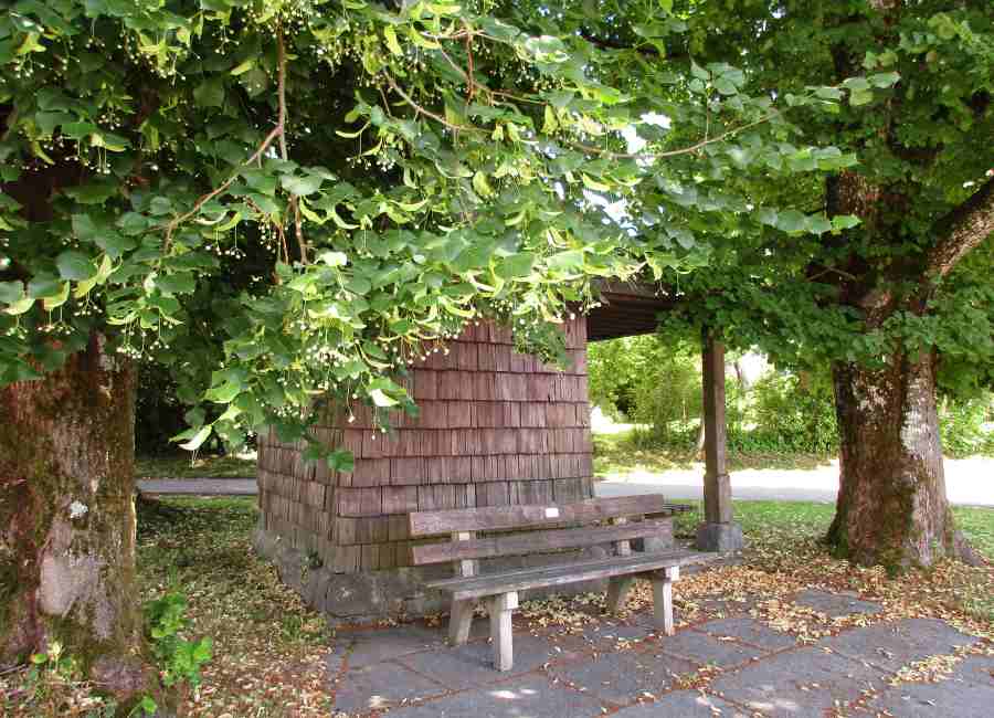 Im Schatten der prächtig blühenden Linden lassen sich auch heiße Tage angenehm verbringen