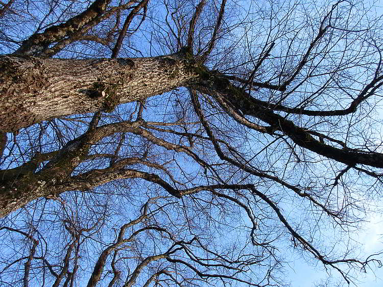 Die Linden im Winter zeichnen mit ihren Ästen in den Himmel Die Linden der Kohlbauerkapelle im Winter