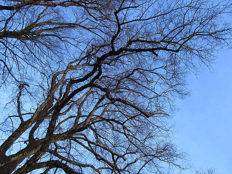 Die Linden der Kohlbauerkapelle regen förmlich zum Zeichnen an. Die Linden der Kohlbauerkapelle im Winter