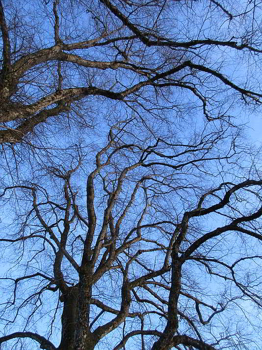 Blick in die Kronen der Linden bei der Kohlbauerkapelle in Wegscheid im Winter 2020 Die Linden der Kohlbauerkapelle im Winter