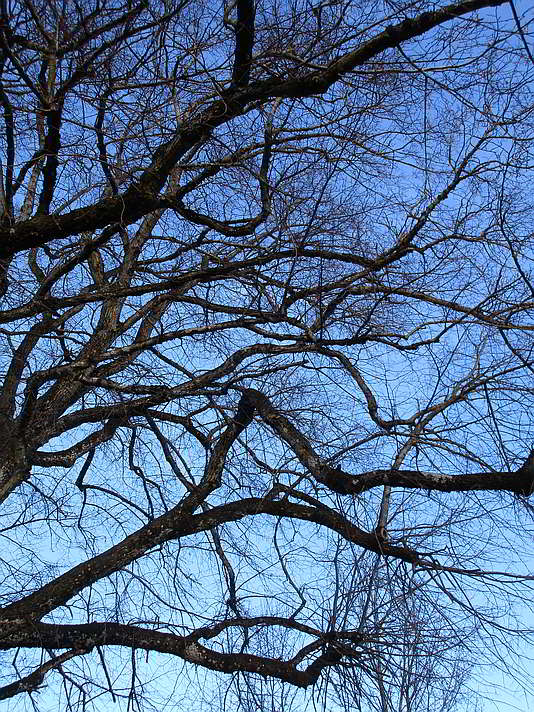 Blick in die Kronen der Linden bei der Kohlbauerkapelle in Wegscheid im Winter 2020 Die Linden der Kohlbauerkapelle im Winter