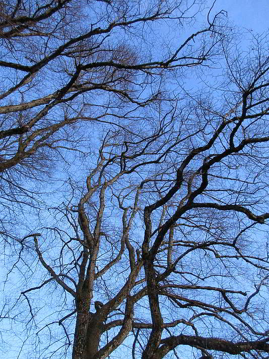 Blick in die Kronen der Linden bei der Kohlbauerkapelle in Wegscheid im Winter 2020 Die Linden der Kohlbauerkapelle im Winter