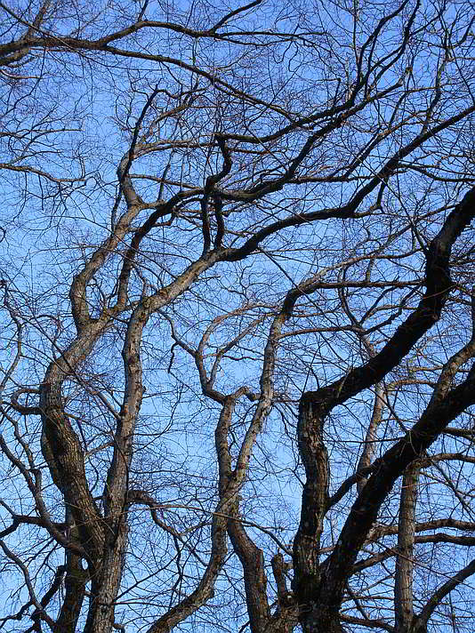 Blick in die Kronen der Linden bei der Kohlbauerkapelle in Wegscheid im Winter 2020 Die Linden der Kohlbauerkapelle im Winter