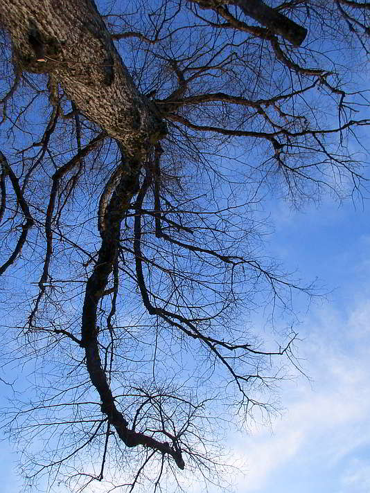 Blick in die Kronen der Linden bei der Kohlbauerkapelle in Wegscheid im Winter 2020 Die Linden der Kohlbauerkapelle im Winter