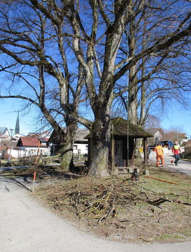 Professionelle Baumpflege Linden Kohlbauerkapelle, 2017