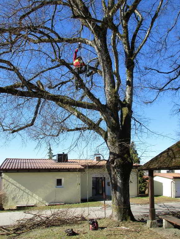 Professionelle Baumpflege Linden Kohlbauerkapelle, 2017