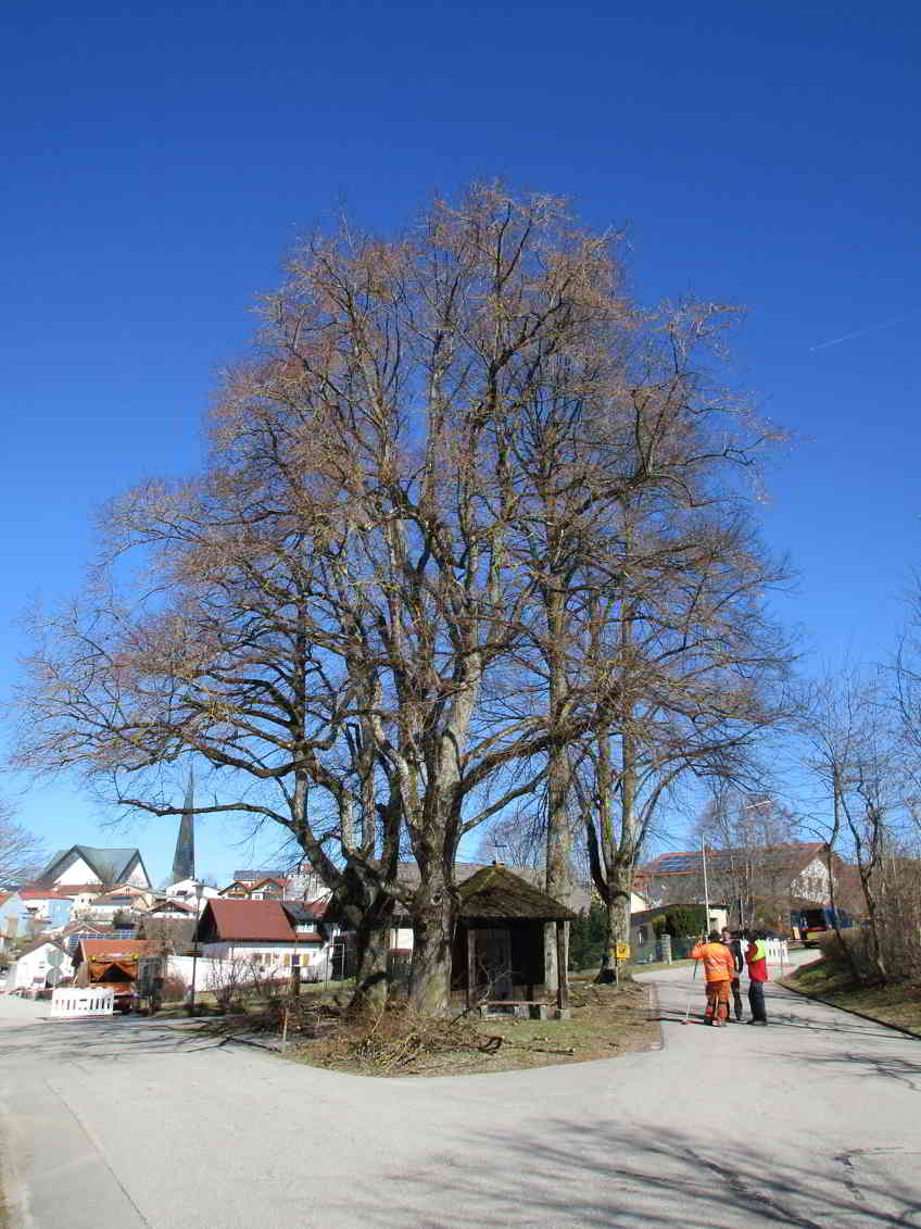 Professionelle Baumpflege Linden Kohlbauerkapelle, 2017