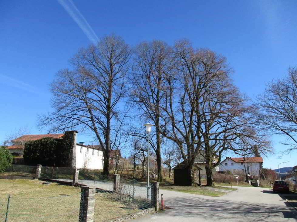 Professionelle Baumpflege Linden Kohlbauerkapelle, 2017